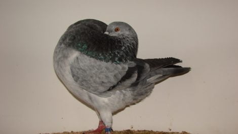 holle pouter