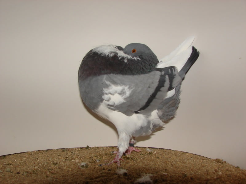 cropper pigeons - güvercin resmi