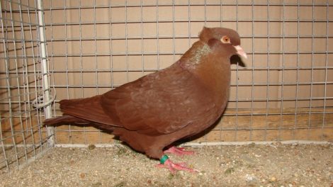 pigeon Huppé Picard