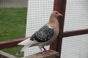 fancy pigeons