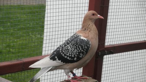 fancy pigeons