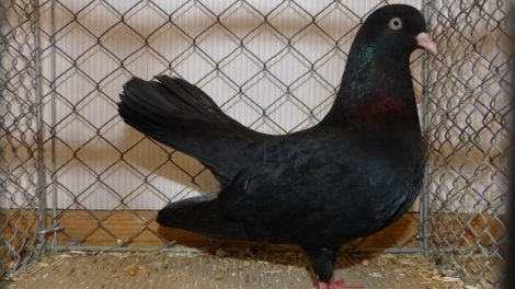 Orientalischer Roller