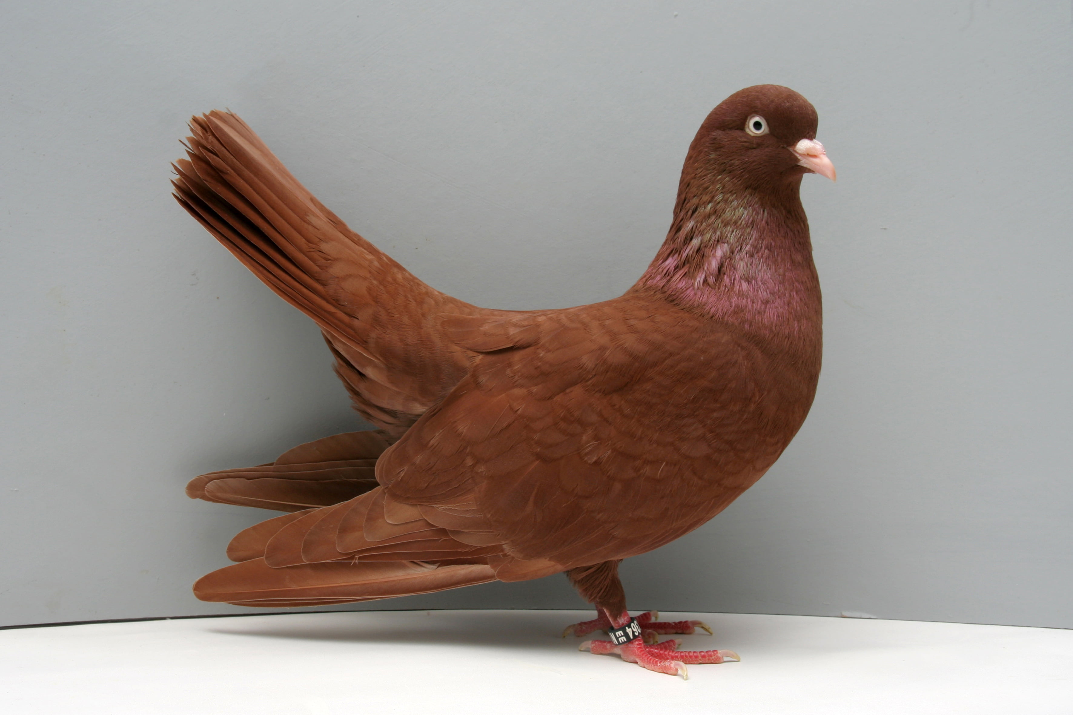 Rouleur -pigeons