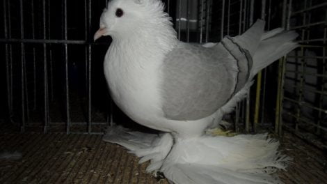 saxon pigeons
