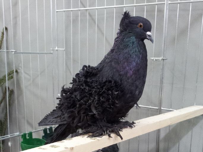 black pigeons - structure pigeons - american