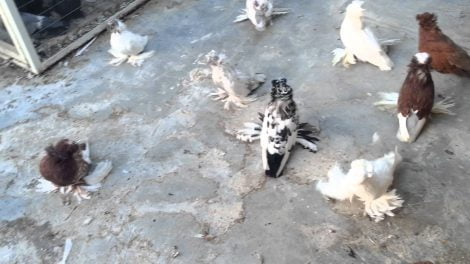 trumpeter pigeon videos