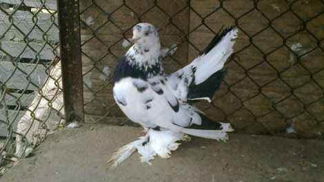 Ростовский Статный