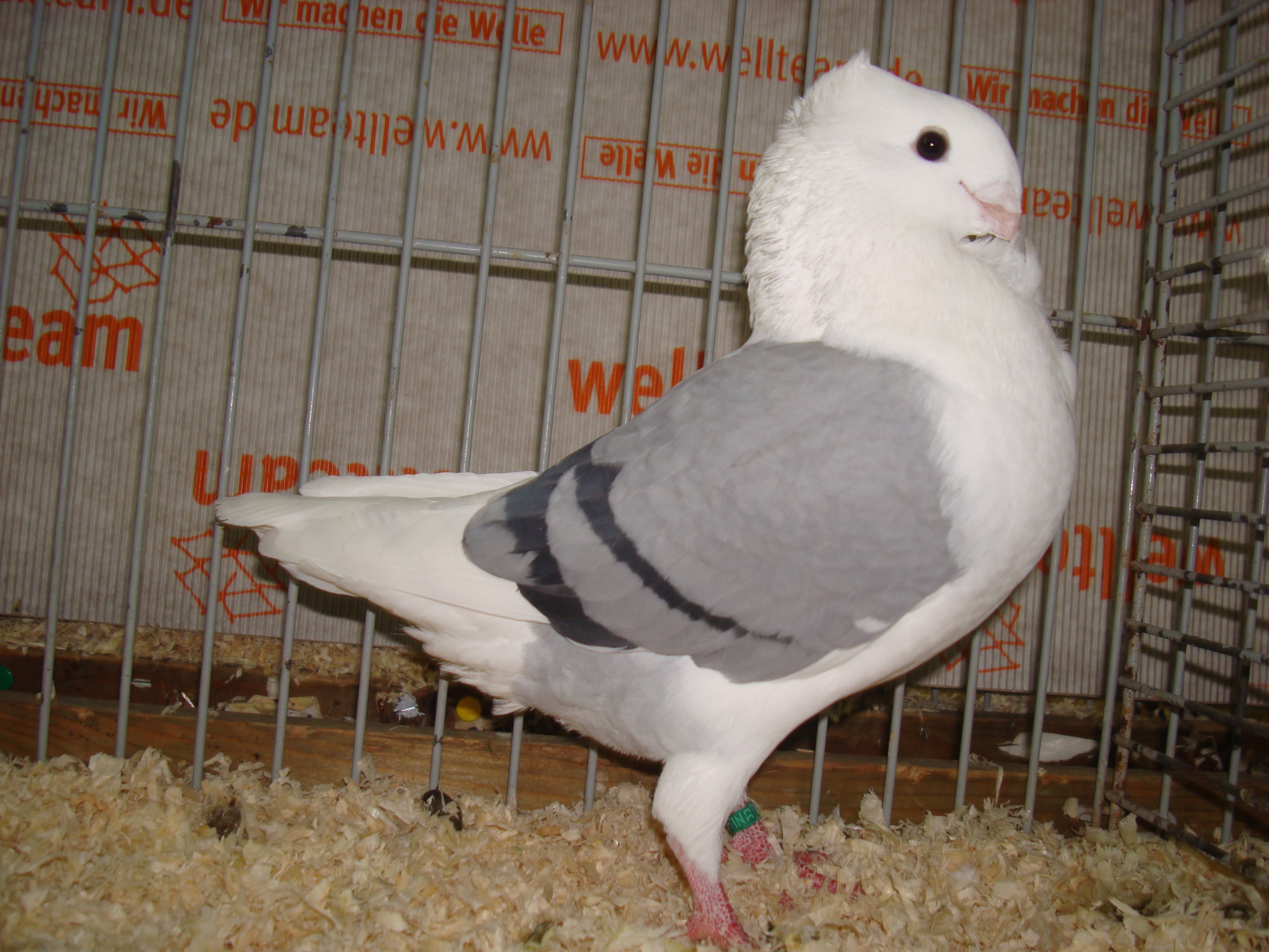 Mövchen