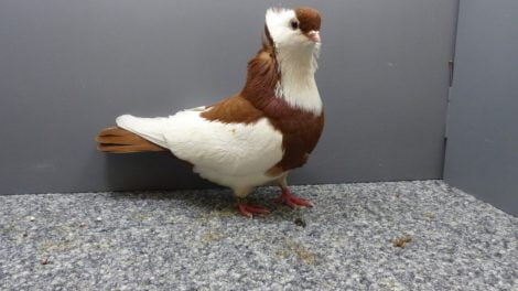 Tümmler