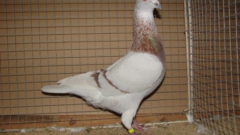 french pigeons