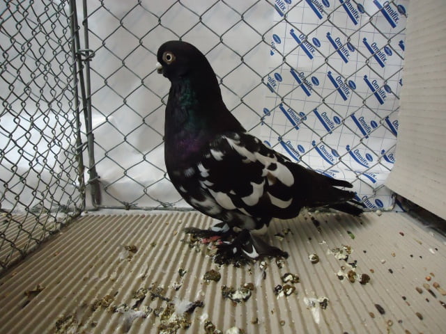 tumbler pigeons
