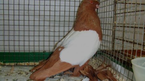 trumpeter pigeons