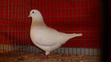 Pigeon de Mittelhausen