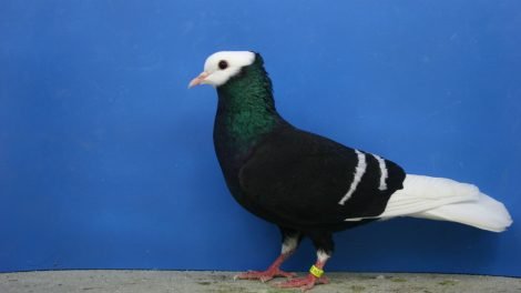 pigeons