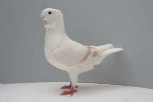 Old Dutch Turbit pigeons - owl pigeons family