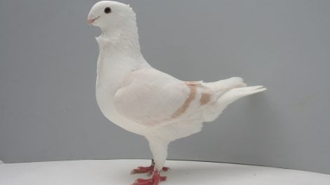 Old Dutch Turbit pigeons - owl pigeons family