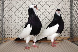 roller pigeons