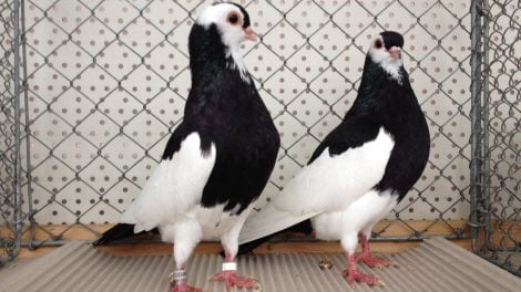 roller pigeons