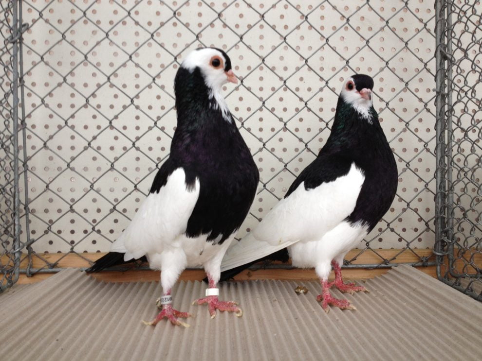 roller pigeons
