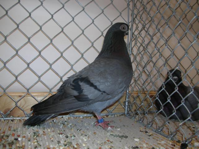 german pigeons
