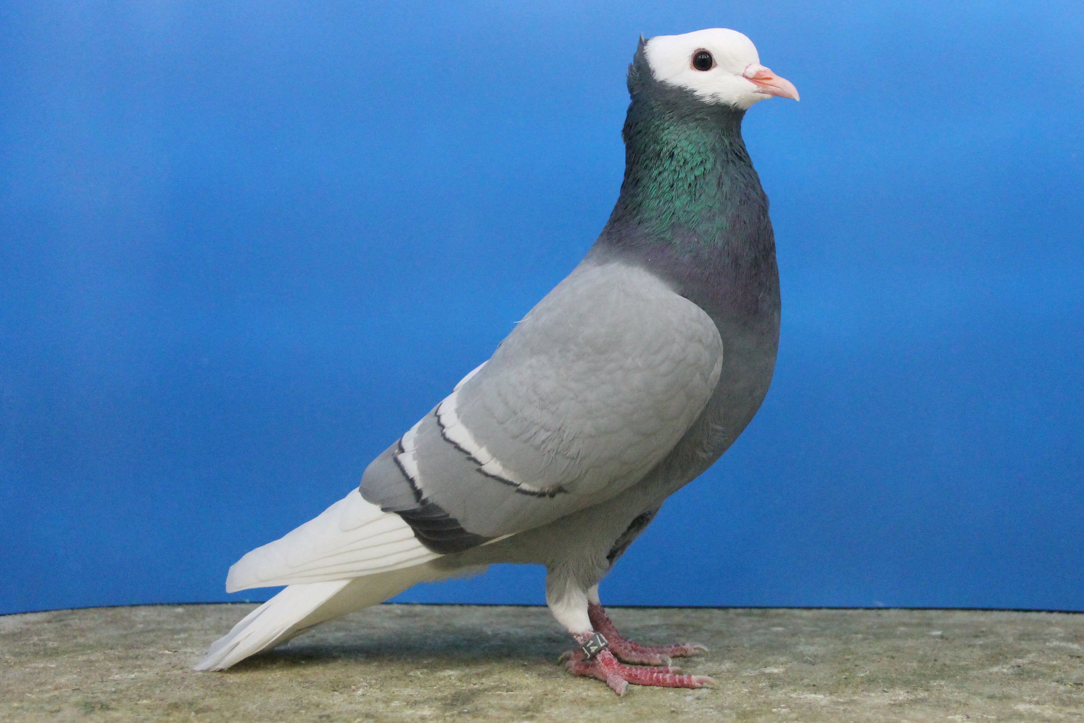 colour pigeons