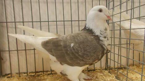 muffed tumbler pigeons