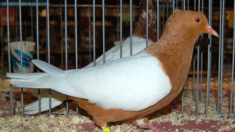 pigeons colour