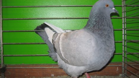pigeons lynx - form pigeons