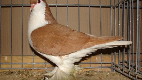 pigeons - formentauben