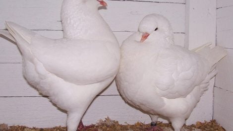 tauben-pigeons
