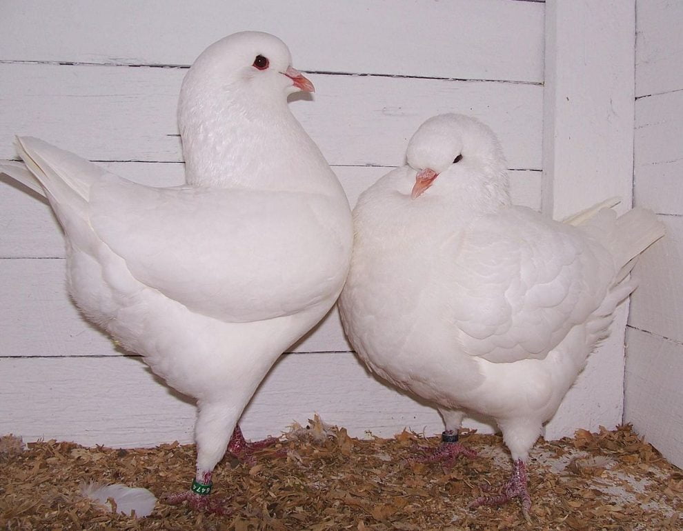 tauben-pigeons