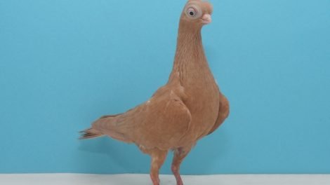 tumbler pigeons