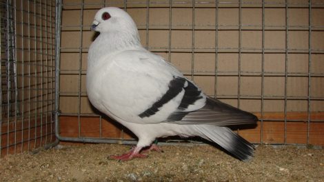 Damascène