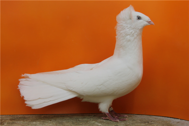 Danzig Highflyer ( Danziger Hochflieger ) | Pigeontype