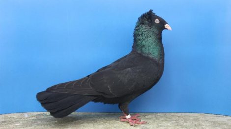 Hochflieger tauben