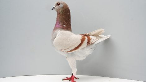 huhntauben