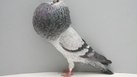 horseman pigeons