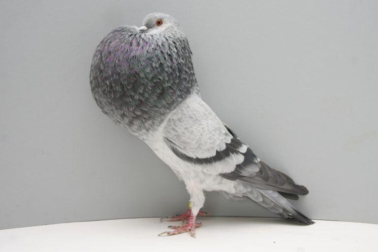Horseman Pouter Pigeons | Pigeontype