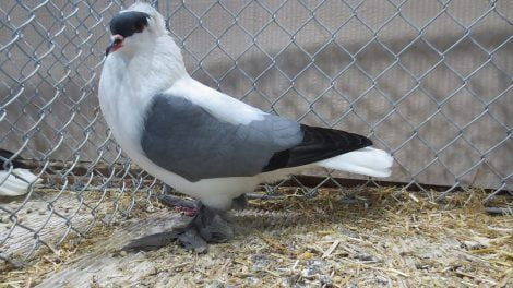 farbentauben