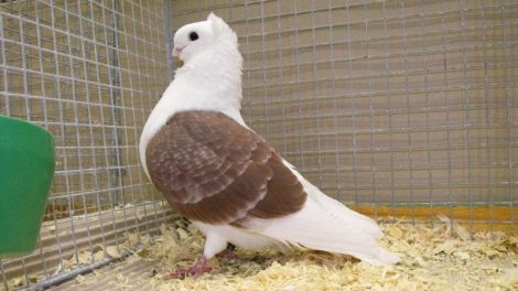 german owl
