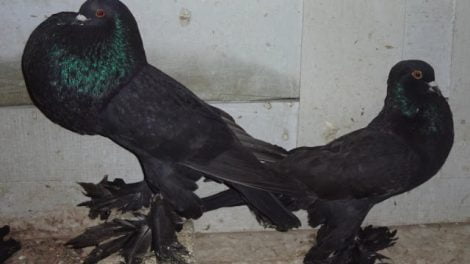 cropper pigeons