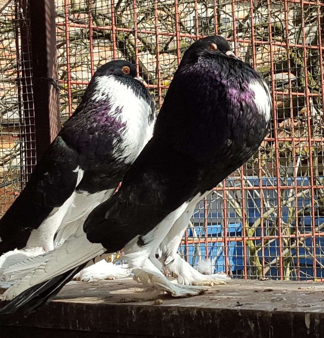 cropper pigeons