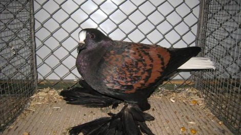 colour - saxon pigeons