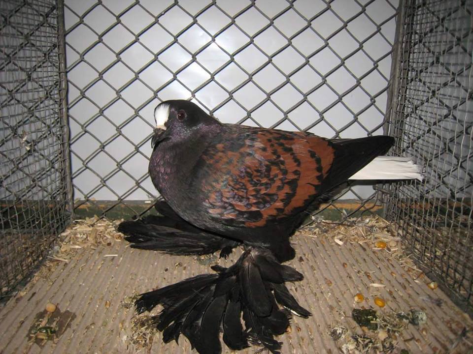 colour - saxon pigeons