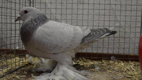 pigeons