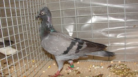 tümmler