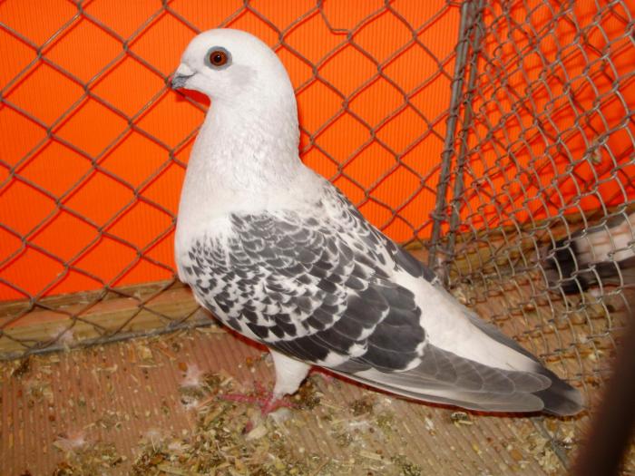 pigon photo - guvercin cesitleri resimli - Damascene Pigeons