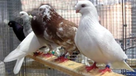 pigeon videos
