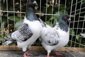 Moravsky Pstros - moravian strasser - czech pigeons
