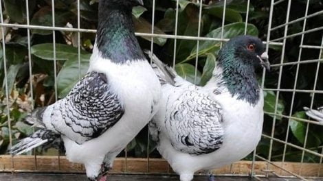 Moravsky Pstros - moravian strasser - czech pigeons